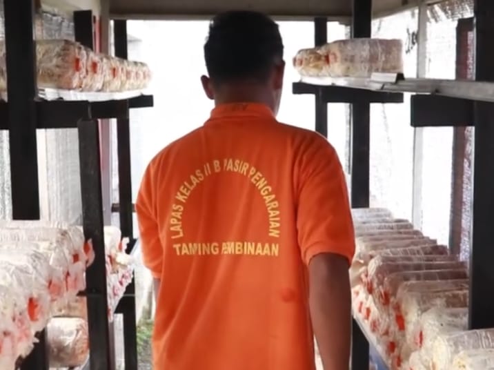 Budidaya Jamur Tiram Jadi Andalan Pembinaan Kemandirian di Lapas Pasir Pangaraian