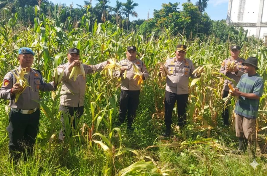 Panen Jagung Bersama, Bukti Nyata Polsek Ujung Batu Dukung Ketahanan Pangan Nasional