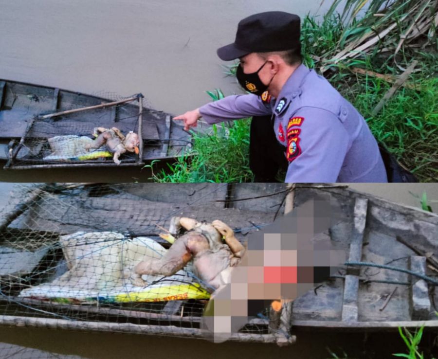 Penemuan Jasad Bayi Perempuan Mengapung Di Aliran Sungai Batang Lubuh
